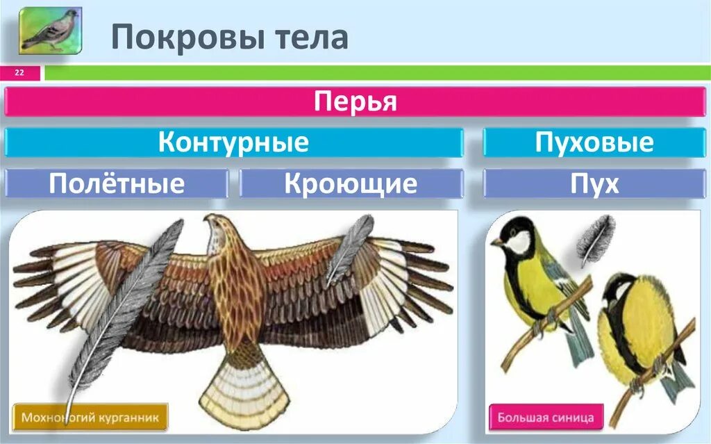 Покров птиц 7 класс. Наружный Покров птиц. Покровы тела птиц. Класс птицы покровы тела.