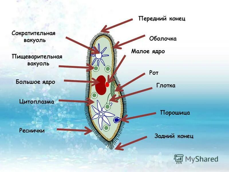 Пищеварительная вакуоль инфузории. Порошица у инфузории. Вакуоль инфузории. Сократительная вакуоль инфузории туфельки. Сократительная вакуоль инфузории.