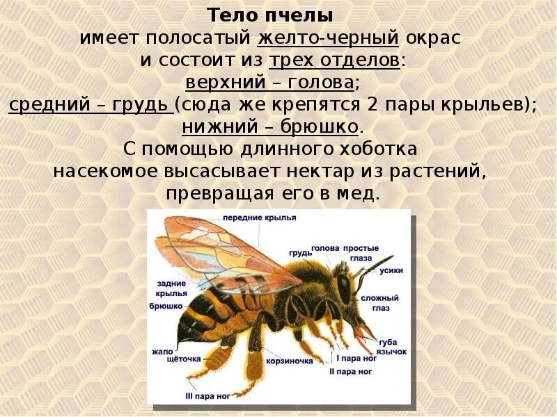 Всемирный день пчел. Всемирный день пчёл 20 мая. Форма тела пчелы. Международный праздник пчел. Окраска тела пчелы