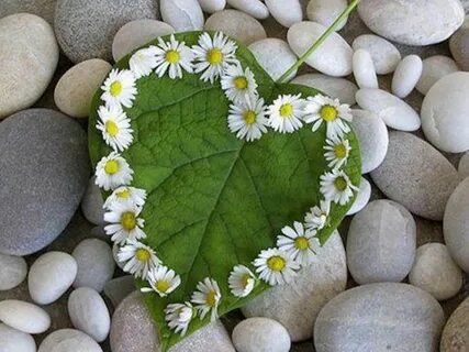 Сердце из ромашек картинки