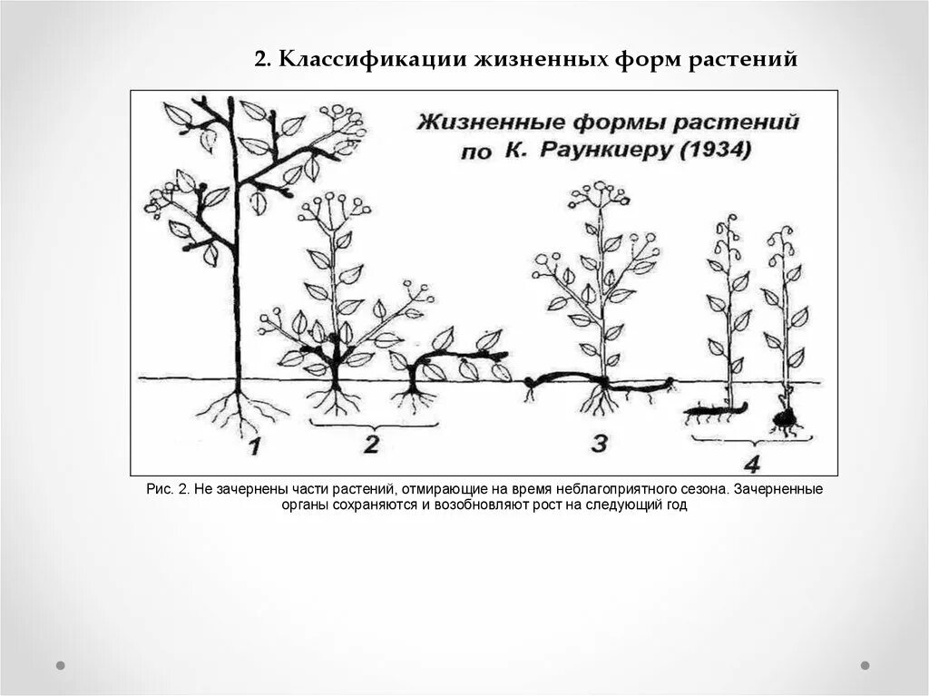 Жизненная форма 5 класс. Жизненные формы растений по Раункиеру. Классификация по Раункиеру. Классификация жизненных форм растений. Жизненные формы организмов.