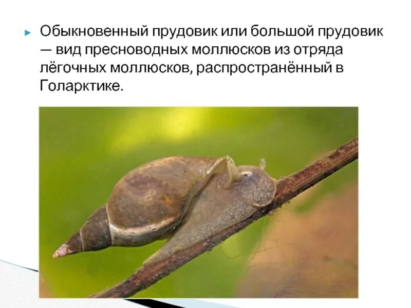 Тип питания прудовика. Слизень и прудовик. малый прудовик классификация. таксоны прудовика. размножение прудовика обыкновенного.
