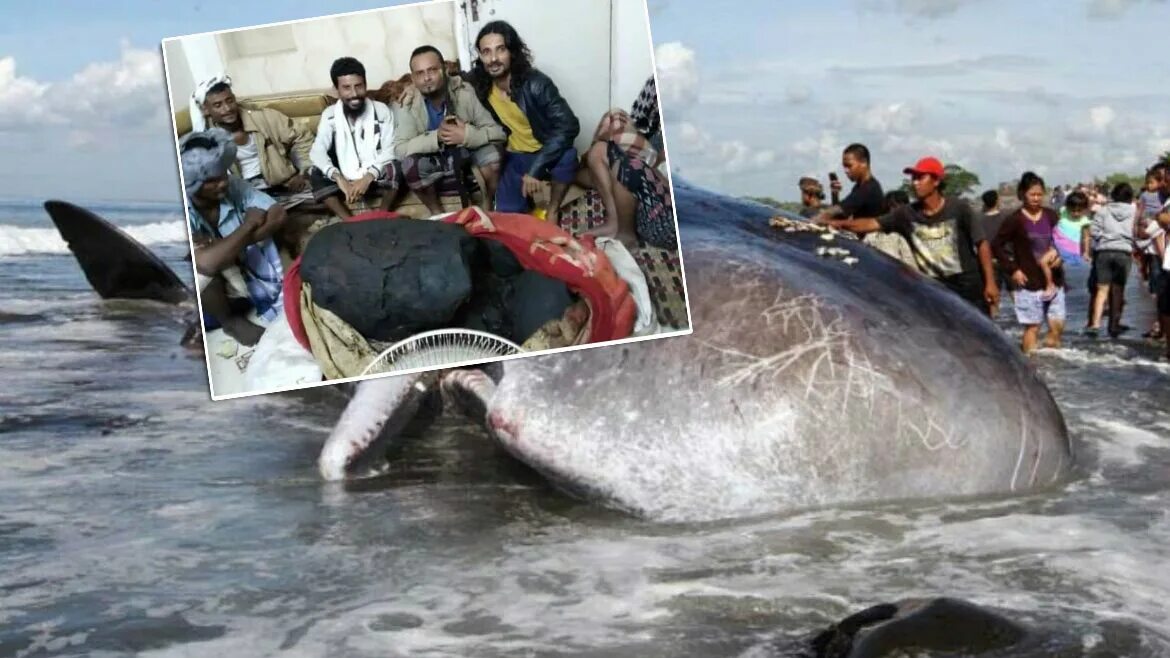 Китовая амбра. Вырвало кита. Вырвало кита. Вырвало кита. Серая амбра кашалота.