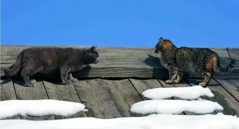 На сколько уходят коты весной