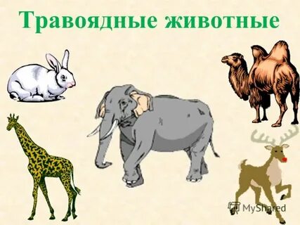 Растительноядные животные 5