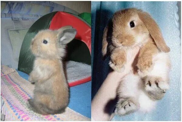 Составление задач по схемам. Прививки кроликам гбвк. Описание кролика. Племенной учет кроликов. Масса порода кроликов рекс.