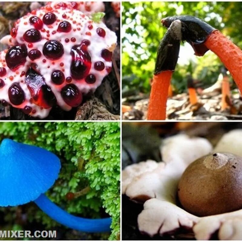Включи редкие грибы. Странные грибы. Необычные ядовитые грибы. Самые редкие грибы. Необычные съедобные грибы.