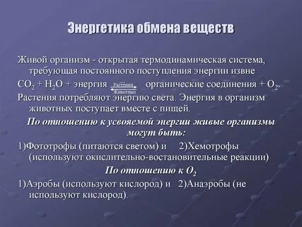 Уровни метаболизма организма
