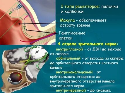 Оболочки зрительного нерва
