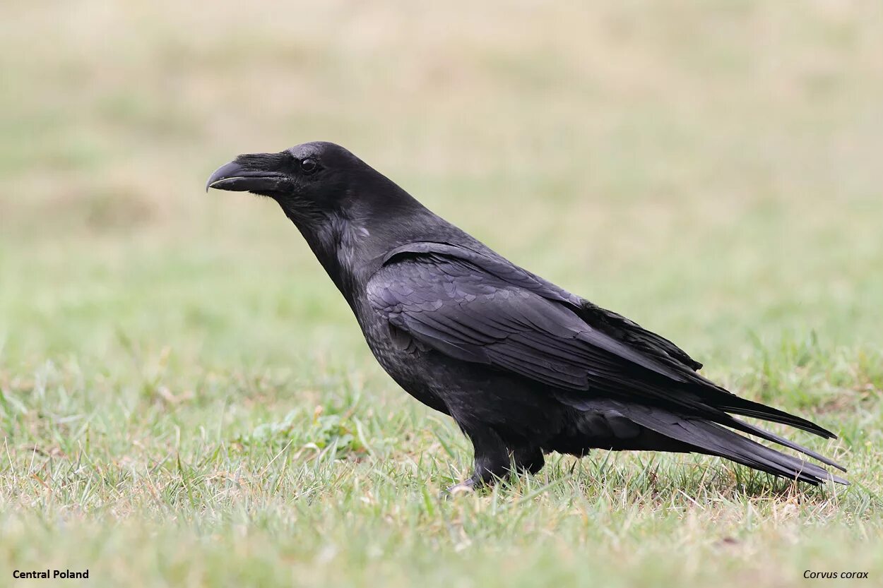 Ворон годы жизни. Corvus Corax. Курильские вороны. Сколько живет ворон. Срок жизни ворона черного.