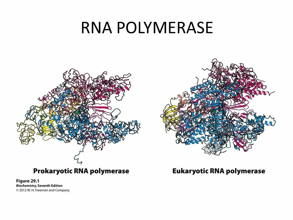 РНК полимераза прокариот. РНК полимераза 2. РНК полимераза 1. РНК полимераза 3.