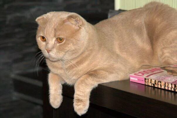 шотландский персиковый кот. скоттиш фолд кот персиковый. шотландский вислоухий скоттиш фолд персиковый. шотландский персиковый кот. скоттиш-фолд шотландская кремовый.