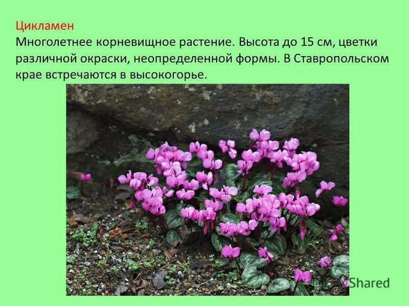 Какие растения встречаются в ставропольском крае. Исчезающие растения ставропольского края. красная книга ставропольского края растения. цикламен многолетнее растение. растения в ставропольском крае занесенные.