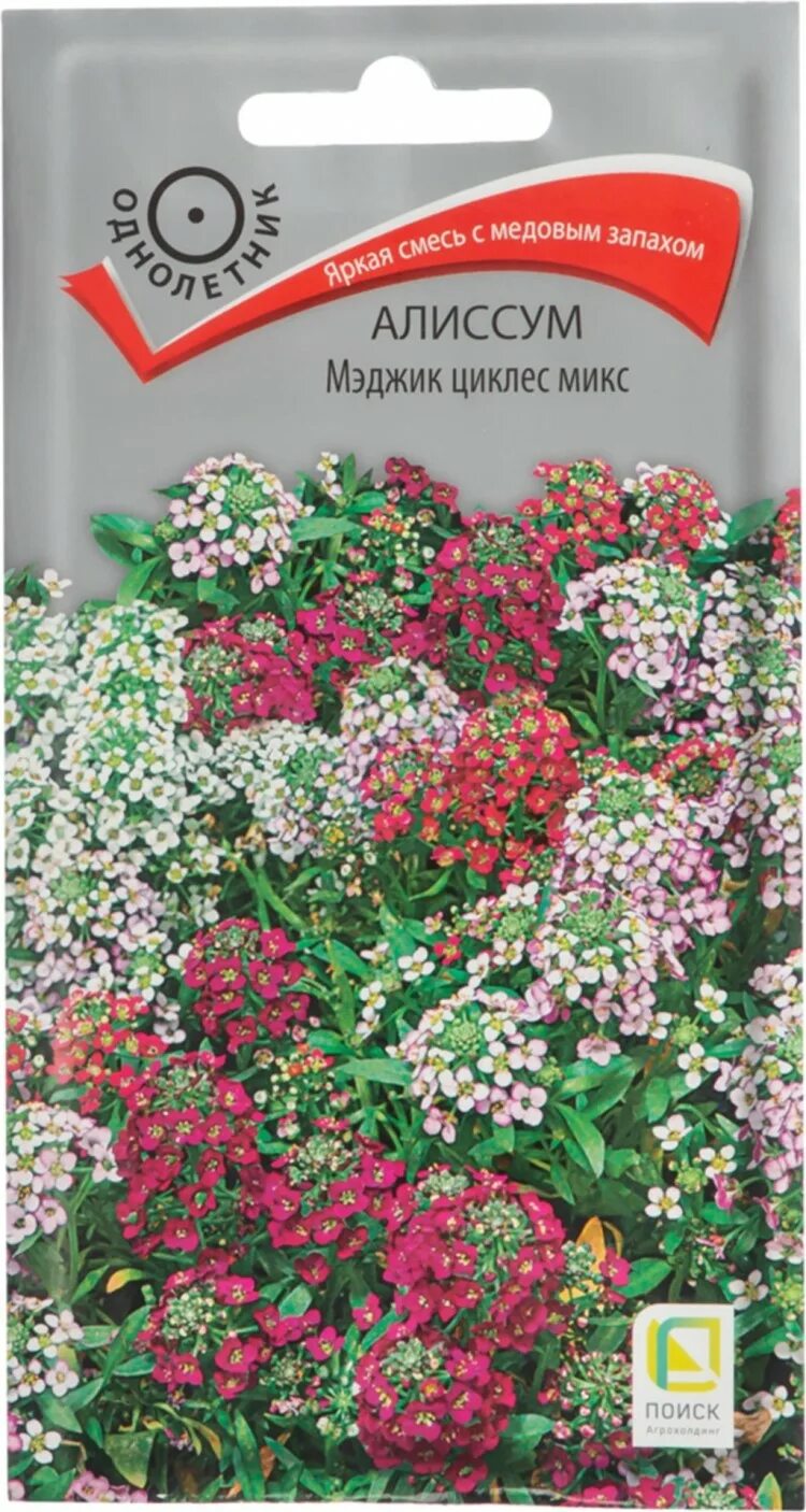 Алиссум Мэджик циклес микс. Алиссум Сноу принцесс семена. Цветы алиссум Мэджик циклес микс. Алиссум Мэджик циклес микс огородное изобилие.