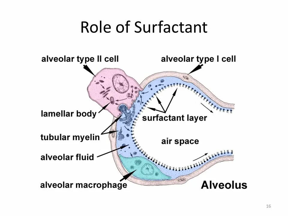 Art fact soft surfactant complex