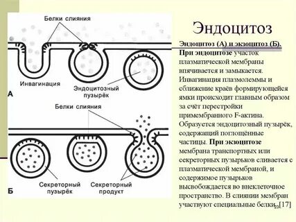 Эндоцитоз гликолиз