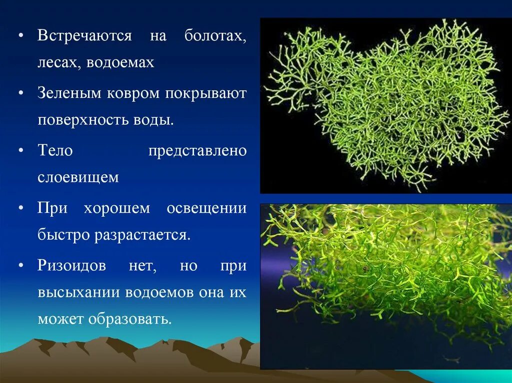 Почему мхам нужна вода. Риччия строение. Сфагнум слоевище. Мох. Мхи презентация.