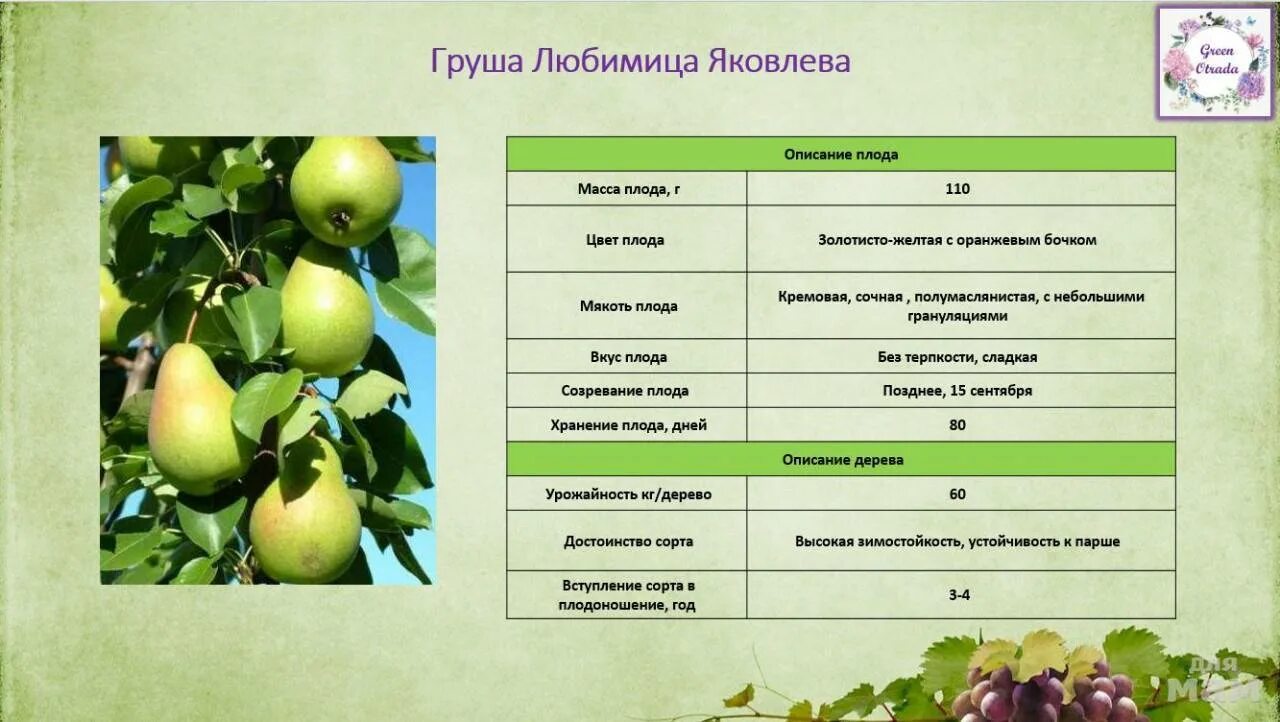Груша характеристика плода. Описание плода груши. Описание плода груши. Груша характеристика плода. Груша удачная фалкенберга описание сорта.