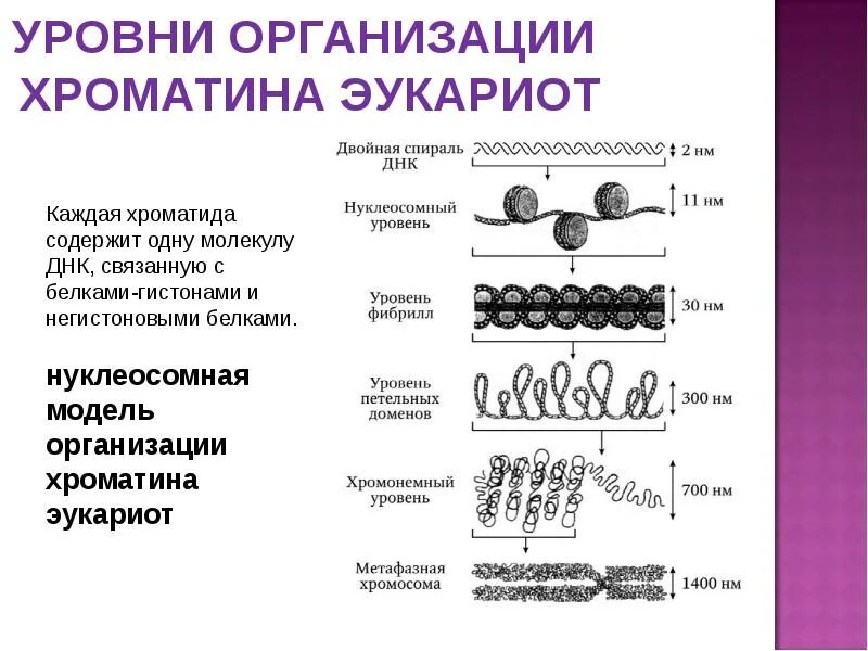 Уровни структурной организации хроматина хромосом. Уровни структурной организации хроматина. Уровни организации хроматина у эукариот. Уровни компактизации хроматина в ядре клетки. Схема компактизации наследственного материала клетки