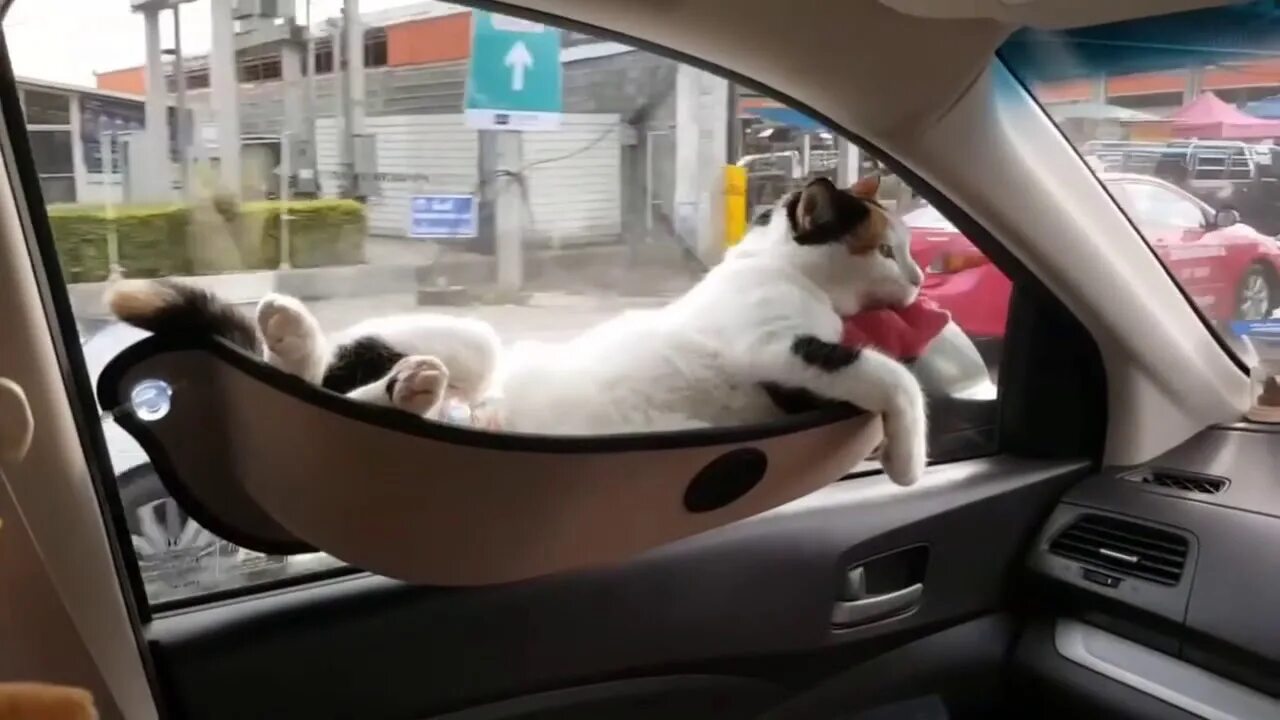 Кошка ездит. Гамак для кота в машину. Кошка в автомобиле. Гамак для кошки в машину на стекло. Гаиакдля Ео а в машинк.