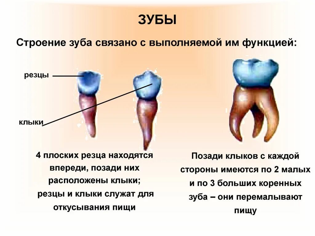 Наиболее развитые резцы можно обнаружить у млекопитающих. Функции зубов резцы клыки и коренные. Типы и функции зубов. Строение резцов Клыков и коренных зубов. Строение зубов и их функции.