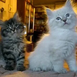 Сибирская кошка котята в москве