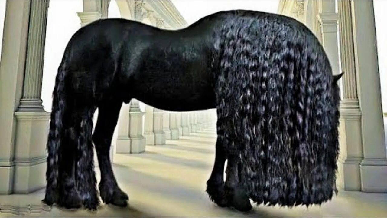 Сколько стоит фриз. Фредерик Великий Фризская лошадь. Пегая Фризская лошадь.