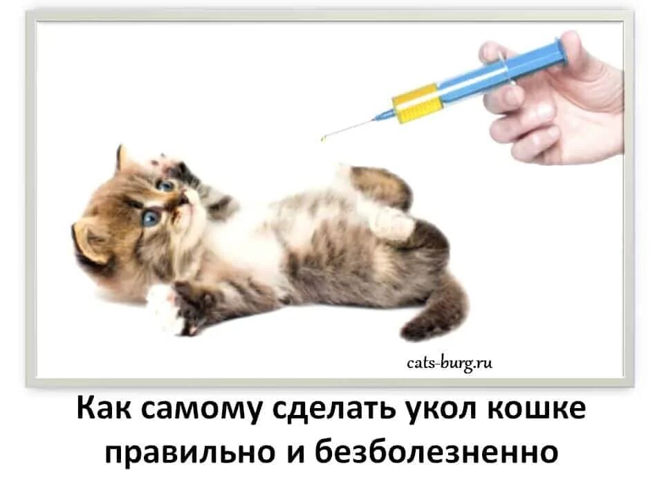 Нужна ли прививка домашней кошке. Укол коту внутримышечно. Вакцинация кошек внутримышечно. Котик с уколом.