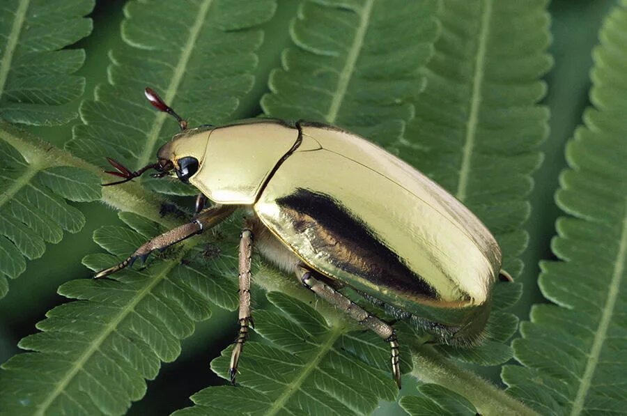 Золотистый жук. Жук Chrysina resplendens. Chrysina Aurigans. Жук Chrysolina limbata. Золотой Жук скарабей.