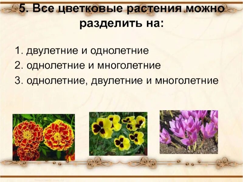 Проверочная по покрытосеменным. Разнообразие цветковых растений. Разнообразие цветов. Однолетние цветковые растения.