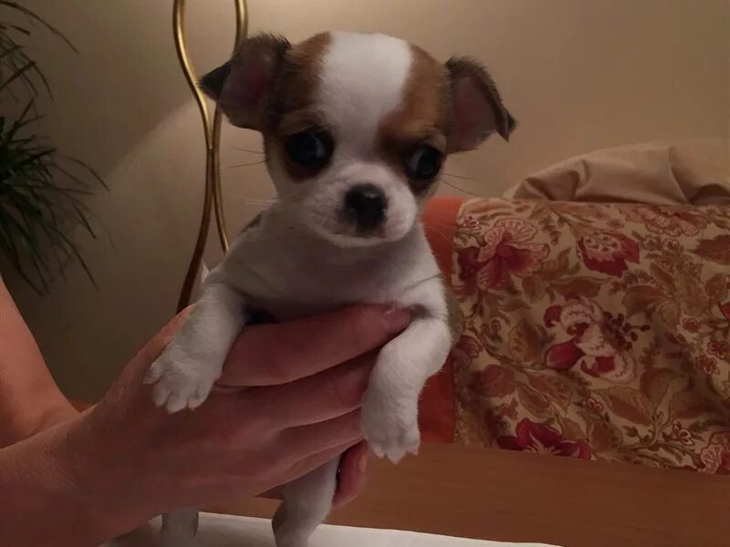 чихуахуа мини в тюмени. чихуахуа купить в тюмени. чихуахуа тюмень. чихуахуа тюмень. чихуахуа тюмень.