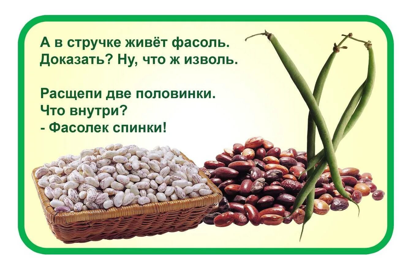 Фасоль для детей в детском саду. Стишок про фасоль. Карточки фасоль для детей. Стишки про фасоль. Фасол вый недоум вать