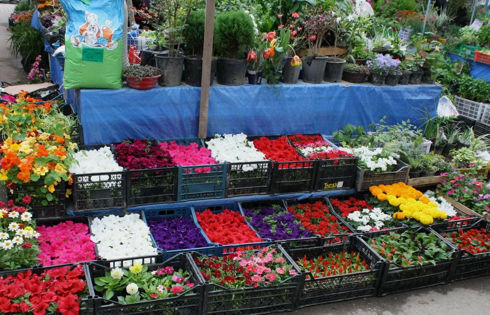 Где можно купить саженцы в москве. Рассада цветов. Рассада однолетних цветов. Рынок цветочный рассады. Рассада цветов на рынке.