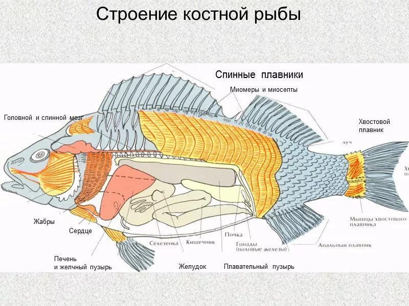 Строение костных рыб 7 класс биология. Класс костные строение. Внутреннее строение рыб таблица система строение функции. Класс костные строение. В позвоночнике костных рыб имеются отделы:.