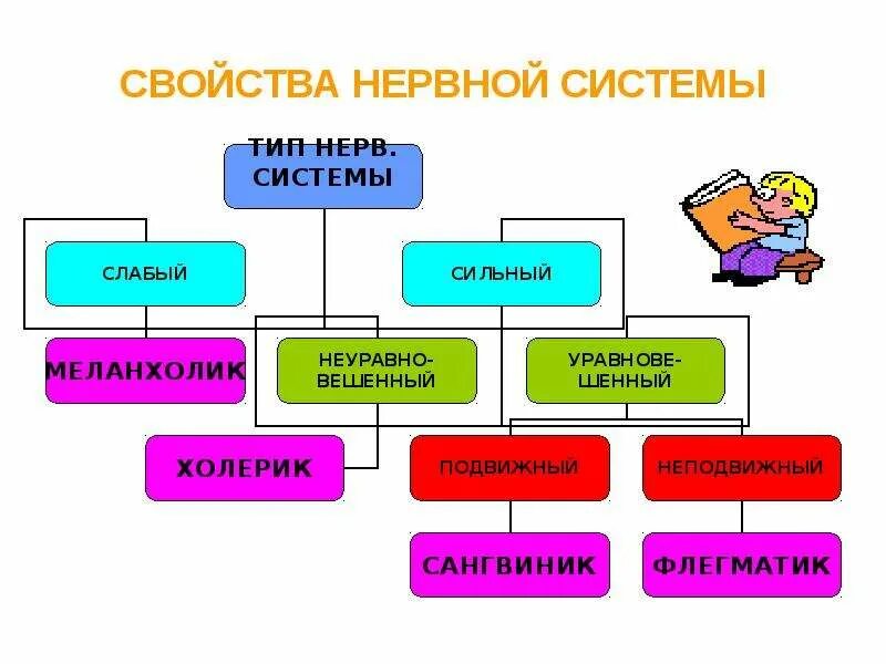 Свойства нервной системы. Основные свойства нервной системы. Классификация свойств нервной системы. Свойства характеризующие нервную систему