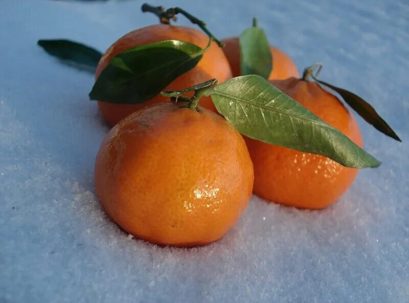 Море мандаринов. Мандарины новый год. Абхазия зимой мандарины. Мандарины на снегу. Абхазия мандарины новый год.
