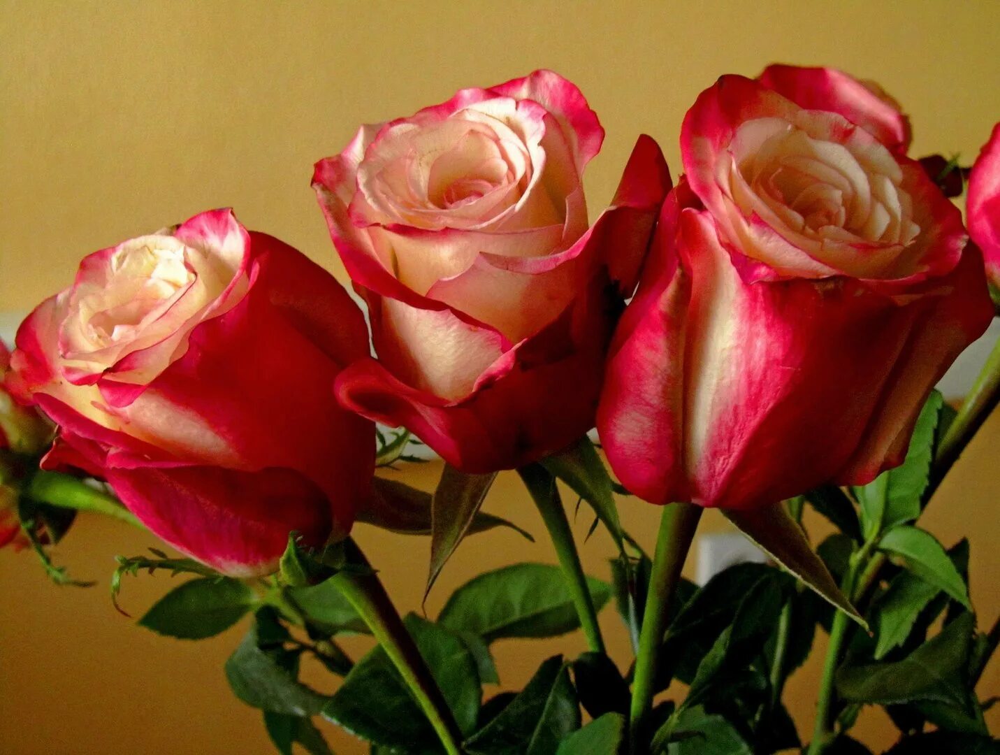 Розы 3 цветка. Сорт розы Альтамира. Три розы. Три шикарных розы.