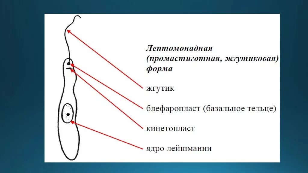 Лейшмания формы. Лейшмания лептомонадная. лейшмания доновани амастигота. блефаропласт лейшмания.
