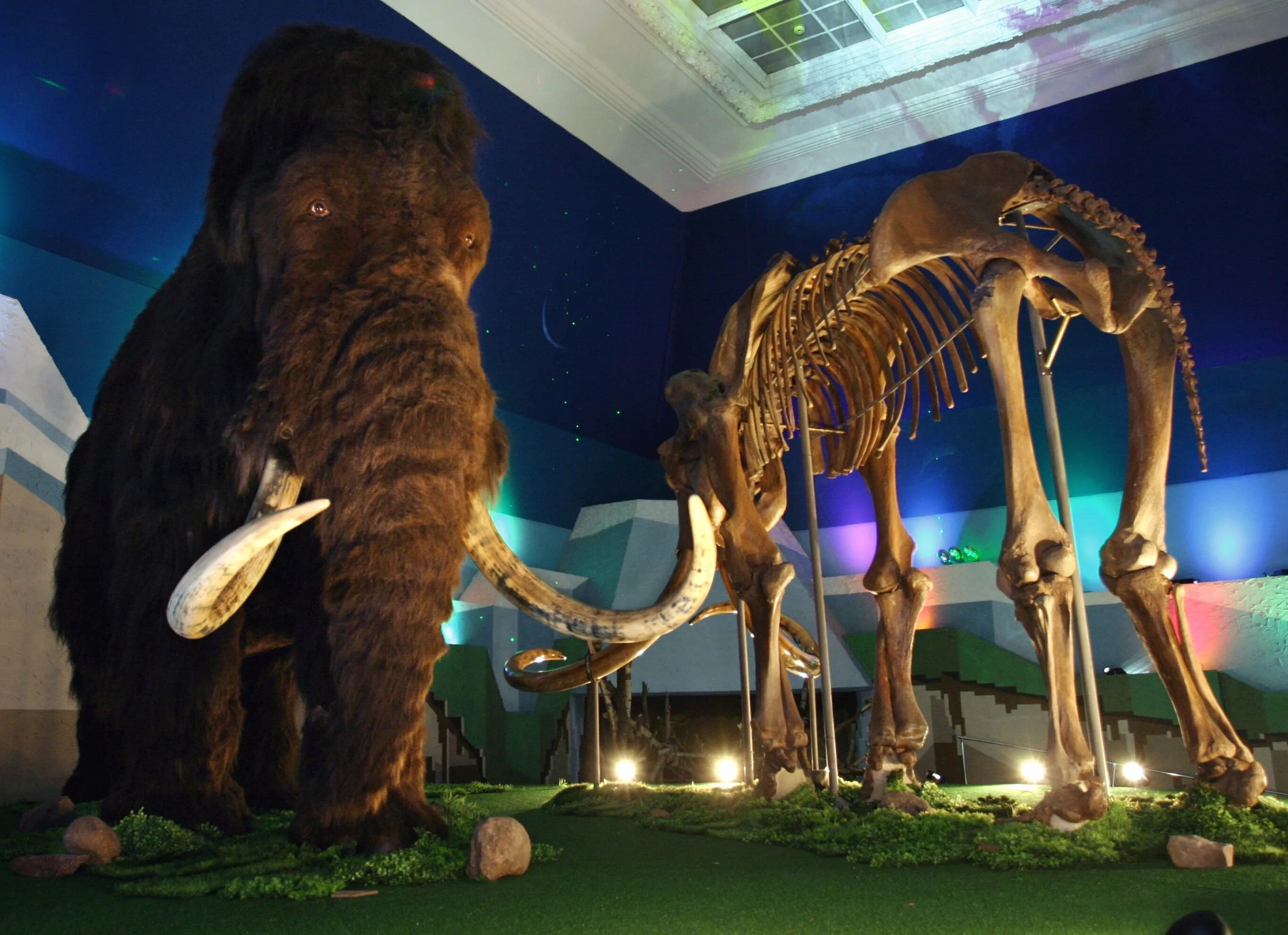 Мастодонт динозавр. Мамонт вымирание. Шерстистый мамонт (woolly mammoth). Сибирский шерстистый мамонт. Мамонты вымерли.