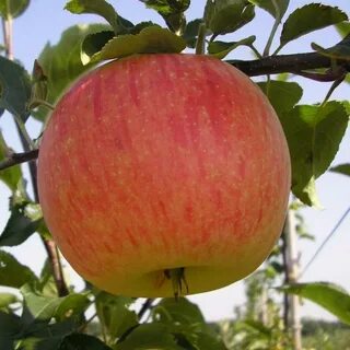 Мельба описание сорта