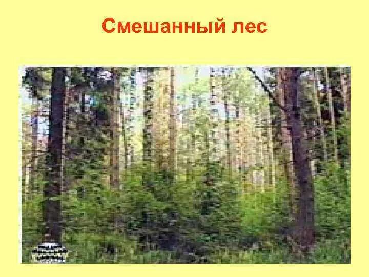 Биоценоз смешанных лесов. Биоценоз смешанных лесов