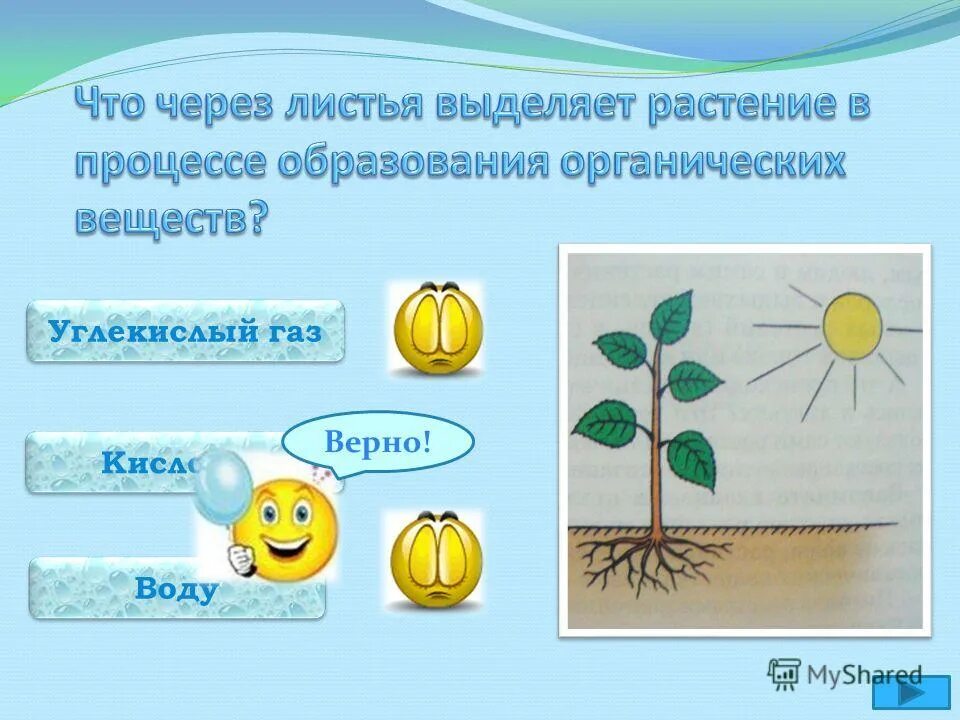 Контрольная работа органы растений 7 класс. Контрольная работа органы растений 7 класс