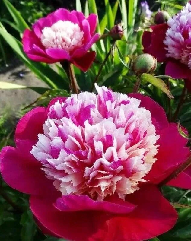 Пион white cap. Уайт кэп. Уайт кэп. Анемоновидный пион уайт кэп. Пион молочноцветковый уайт кэп.