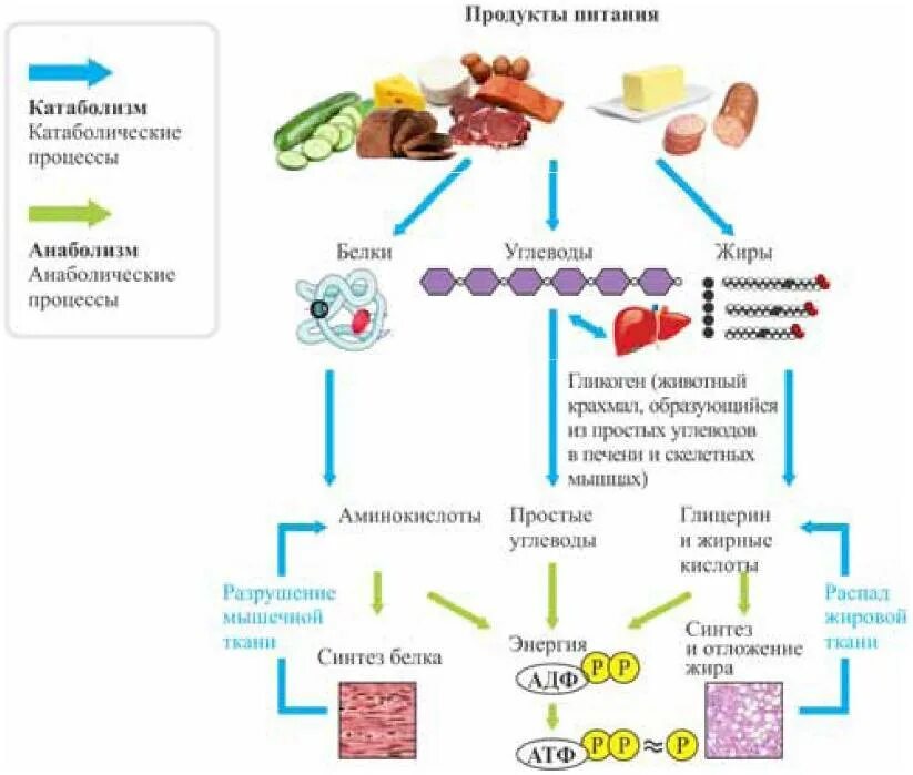 Взаимосвязь процессов обмена веществ в организме человека. Исследование обмена веществ в организмах. Общая схема обмена веществ и энергии в организме. Катаболизм и анаболизм схема.