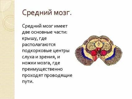 Средний мозг имеет