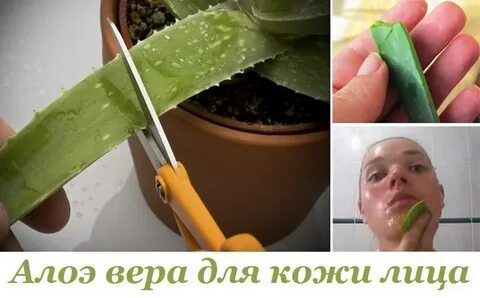 Сколько держать алоэ в холодильнике