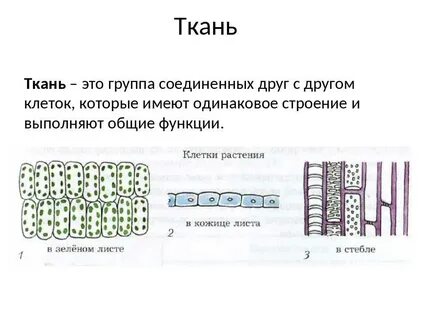 Ткани клетки растений 6 класс таблица