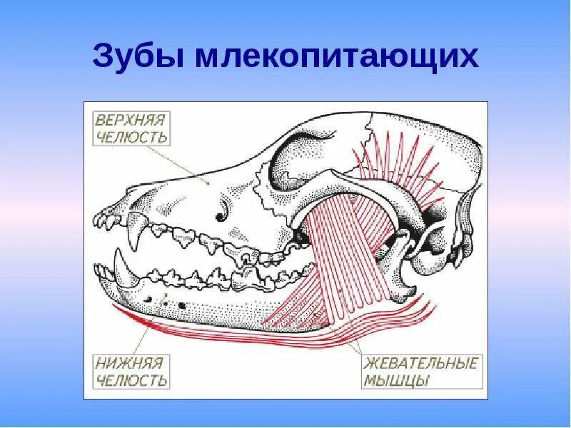 Строение зубов млекопитающих биология 7 класс. Строение зуба млекопитающих. Челюсти млекопитающих. Зубная система млекопитающих. Класс млекопитающие череп