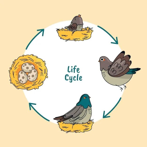 Жизненный цикл птиц. Этапы жизненного цикла птиц. Жизненный цикл птиц схема. Цикл развития канарейки птицы.