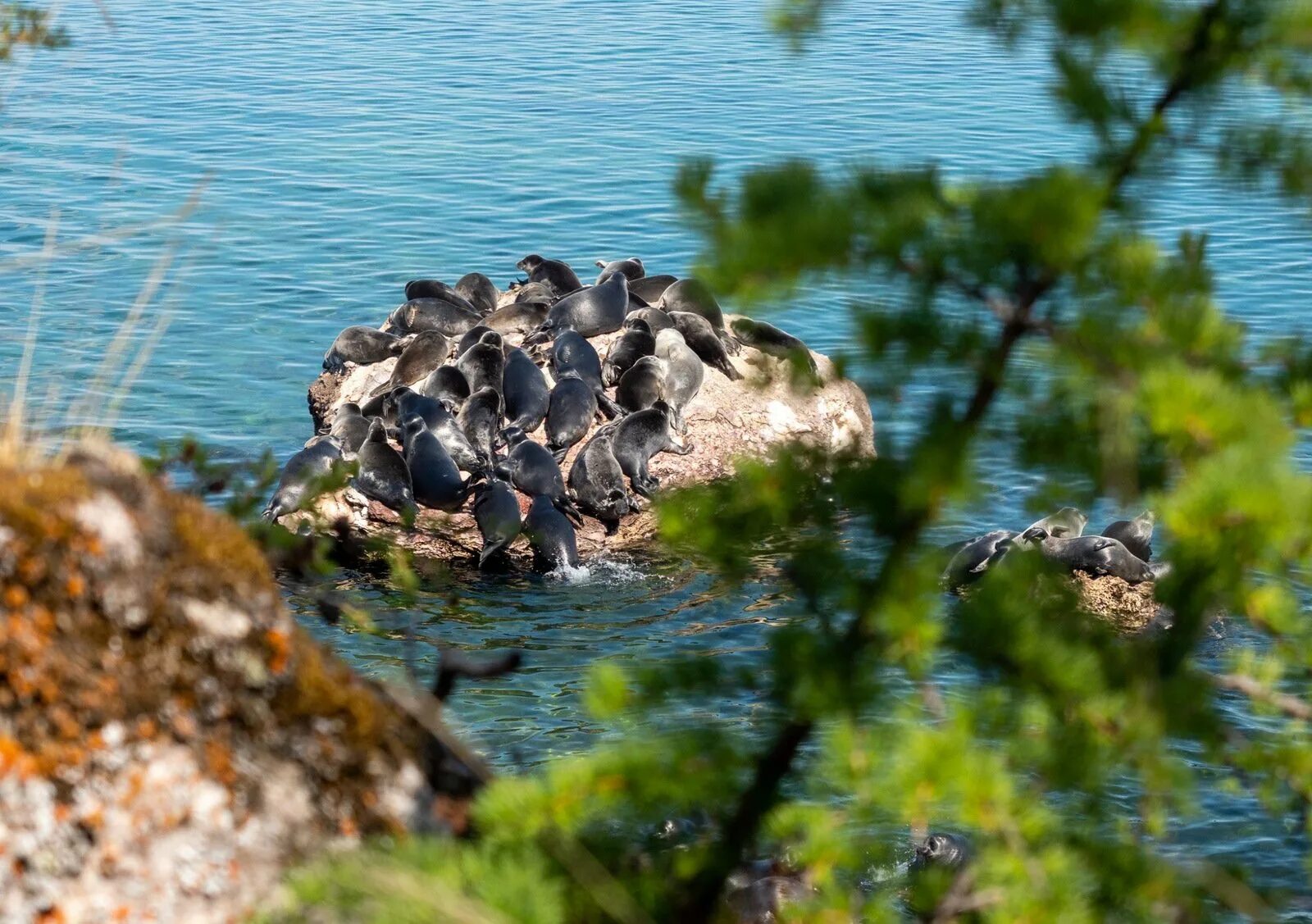 Кто водится в озерах. Архипелаг Ушканьи острова. Ушканьи острова на Байкале. Забайкальский национальный парк Ушканьи острова. Байкальская Нерпа Ушканьи острова.